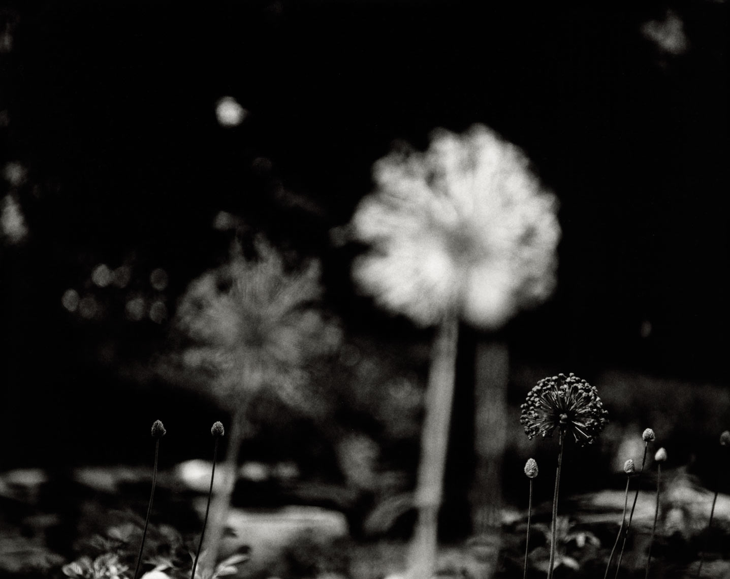 David Lebe; Alliums, 1996, garden black and white photograph 