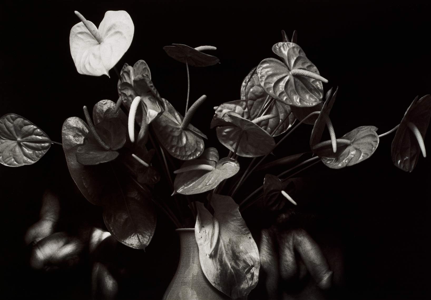 David Lebe; Anthurium Display, 1988, male nude, black and white photograph