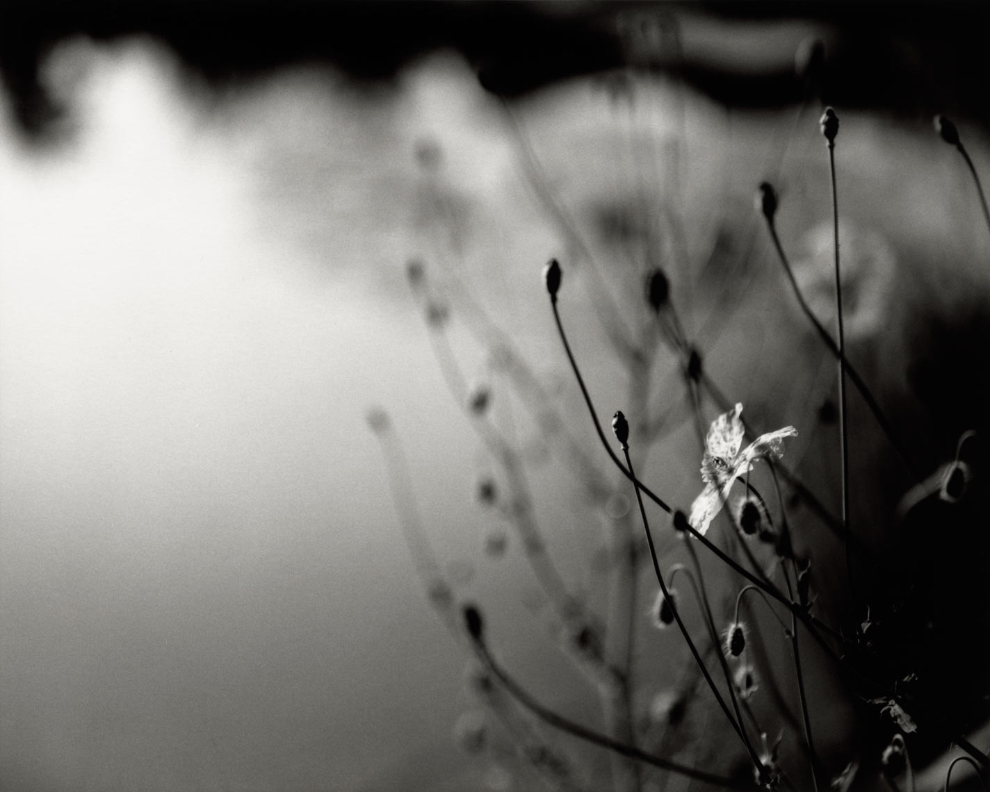 David Lebe; Armenian Poppy Pond, 1996, garden black and white photograph 