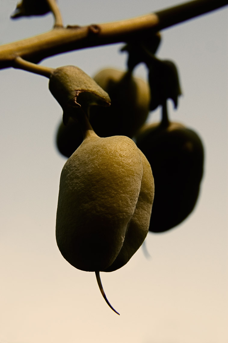 David Lebe; Baptisia Seed Pods, 2006, color photograph