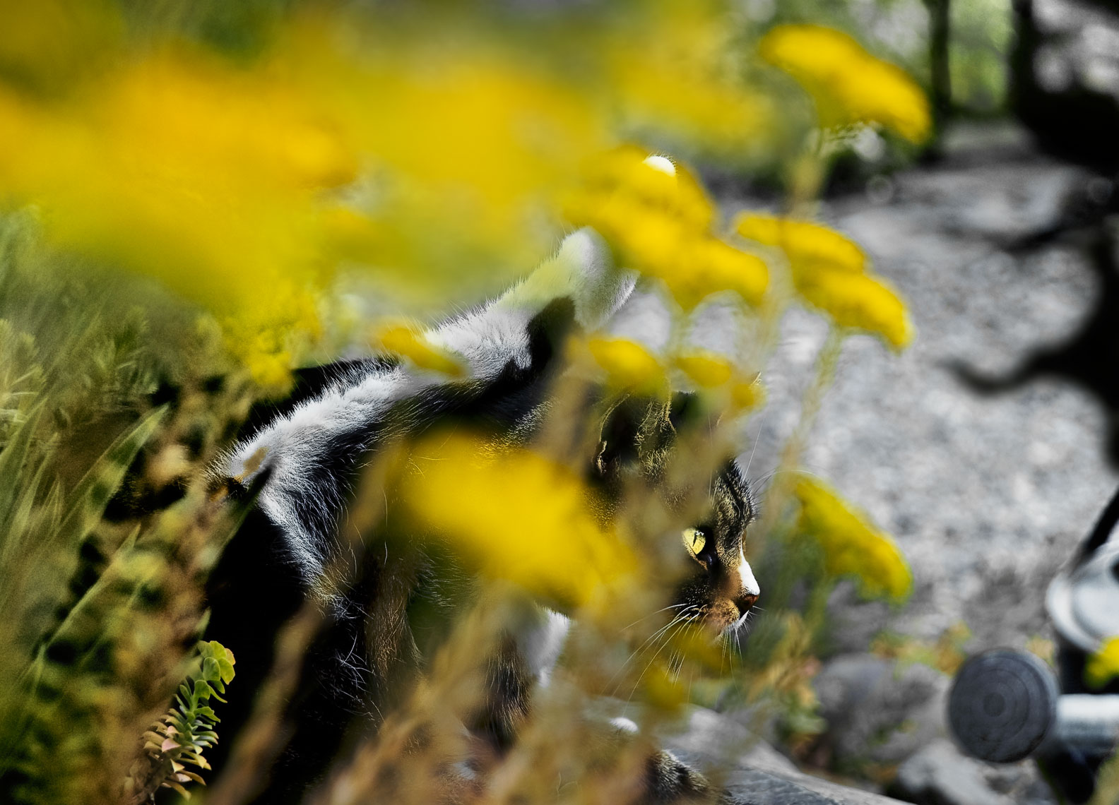 David Lebe; Cat Behind the Sedum, 2005, cat photograph