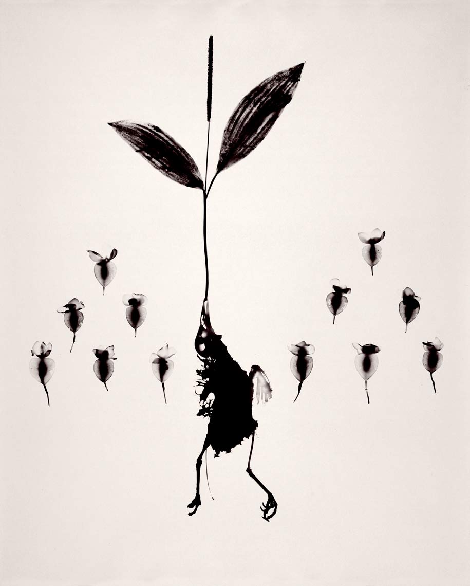 David Lebe; Bird 4, 1981, black and white photogram