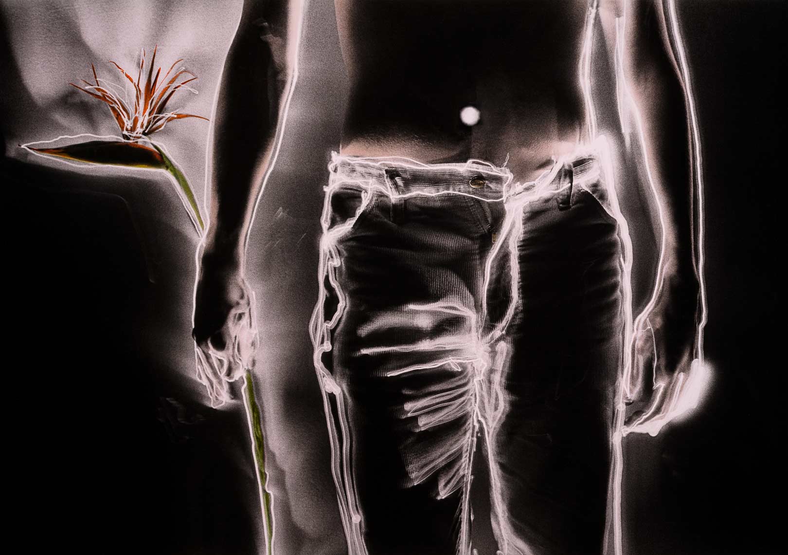 David Lebe; Bird of Paradise, 1981, light drawing, hand colored photograph