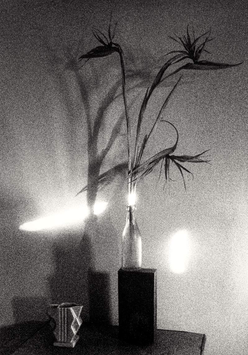David Lebe; Birds Of Paradise 1985, still life black and white photograph