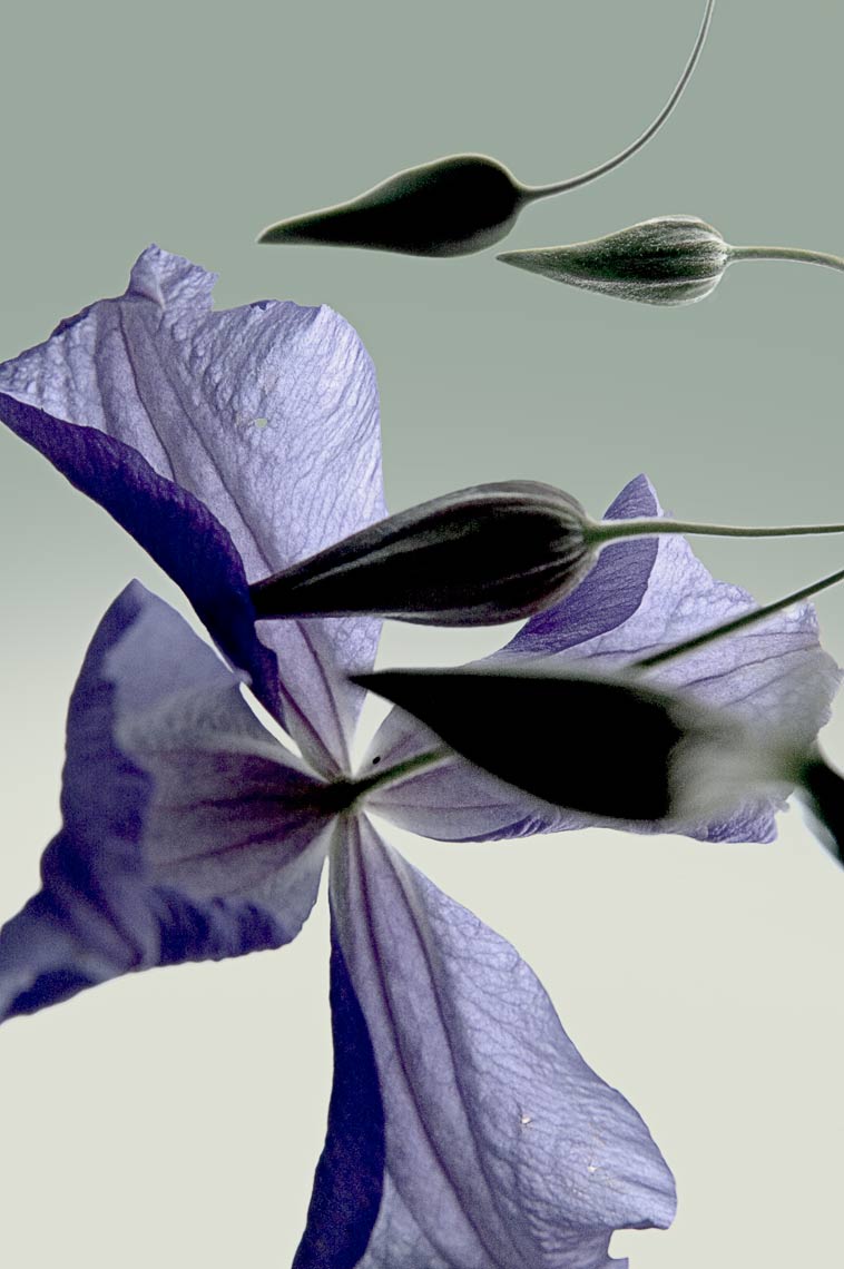 David Lebe; Clematis,  2005, color photograph