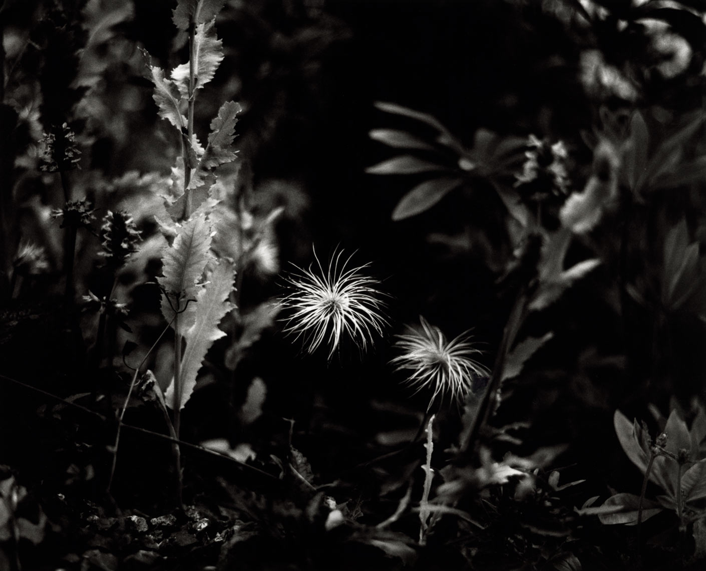David Lebe; Clematis Tangutica, 1997, garden black and white photograph 