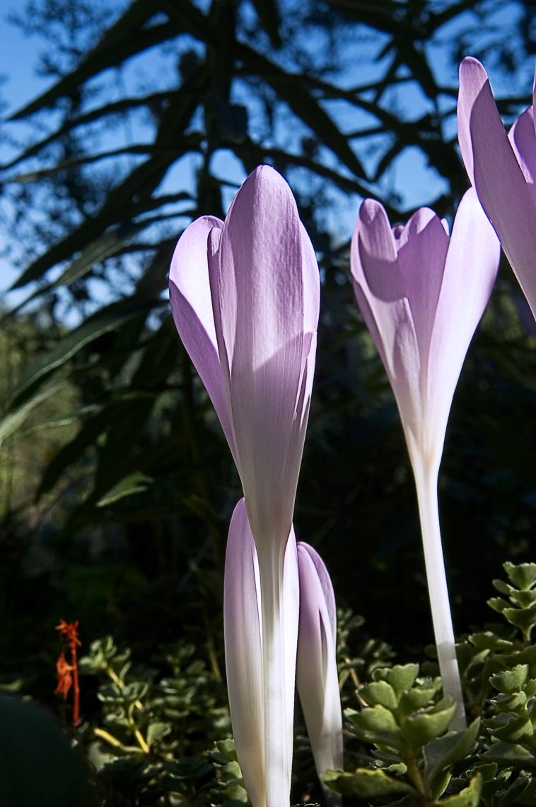 David Lebe; Colchicums Rising, 2005, color photograph