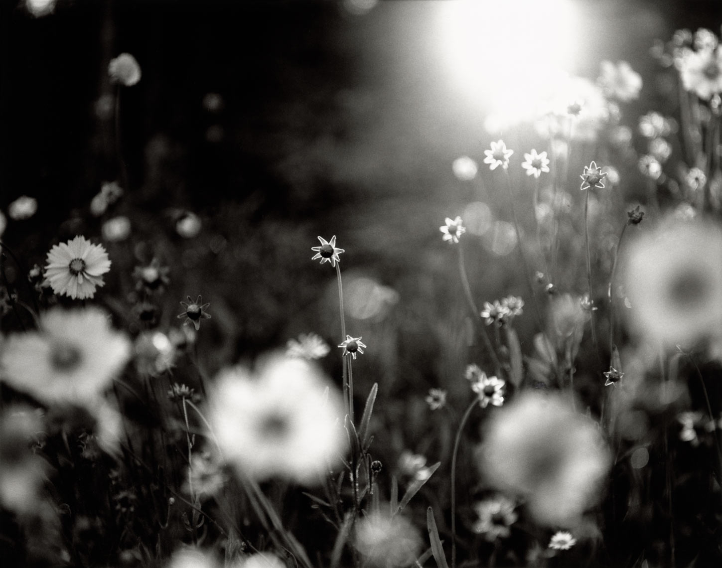 David Lebe; Coreopsis At Sunset, 1996, garden black and white photograph 