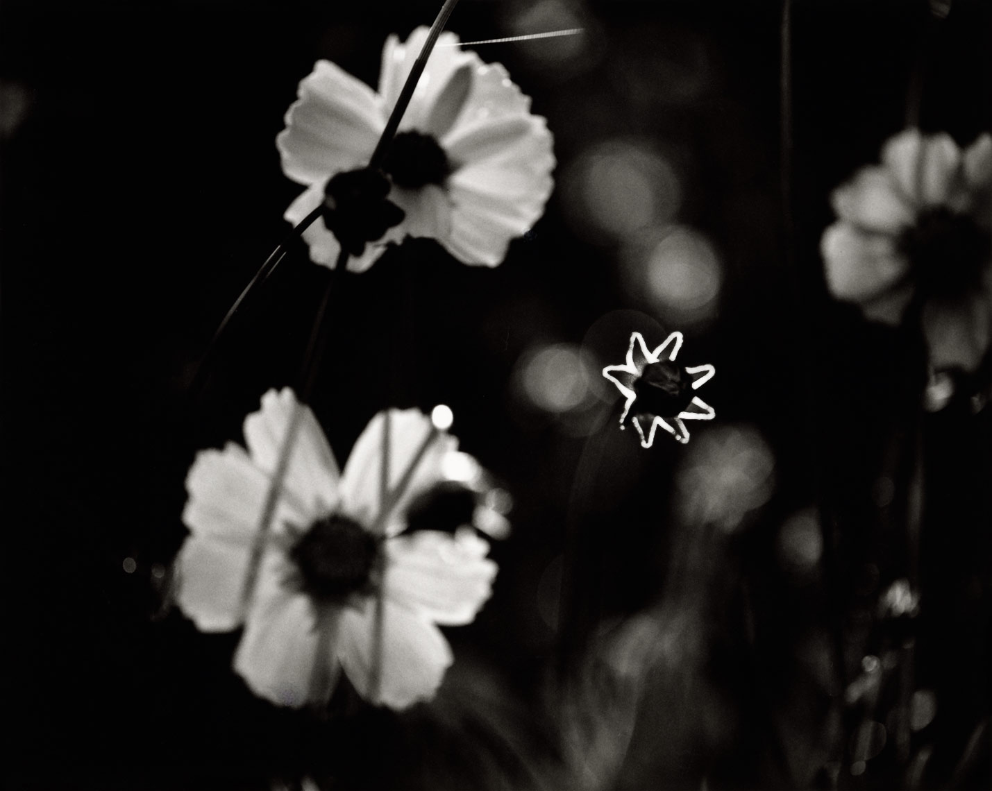David Lebe; Coreopsis Glowing Star 1996, 2, garden black and white photograph
