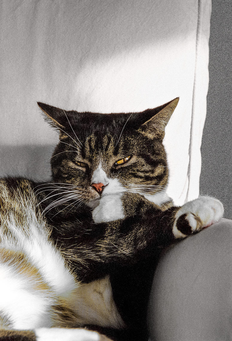 David Lebe; Coy Cat, 1999, cat photograph