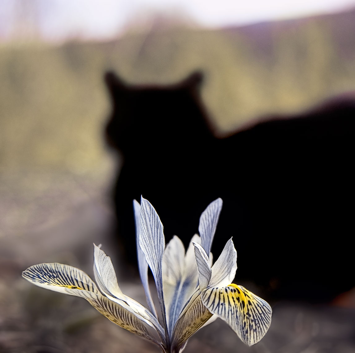 David Lebe; Early Spring Contemplation, 2007, cat photograph