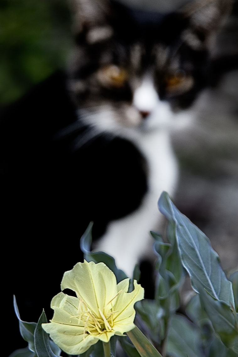 David Lebe; Evening Primrose, 2006, cat photograph