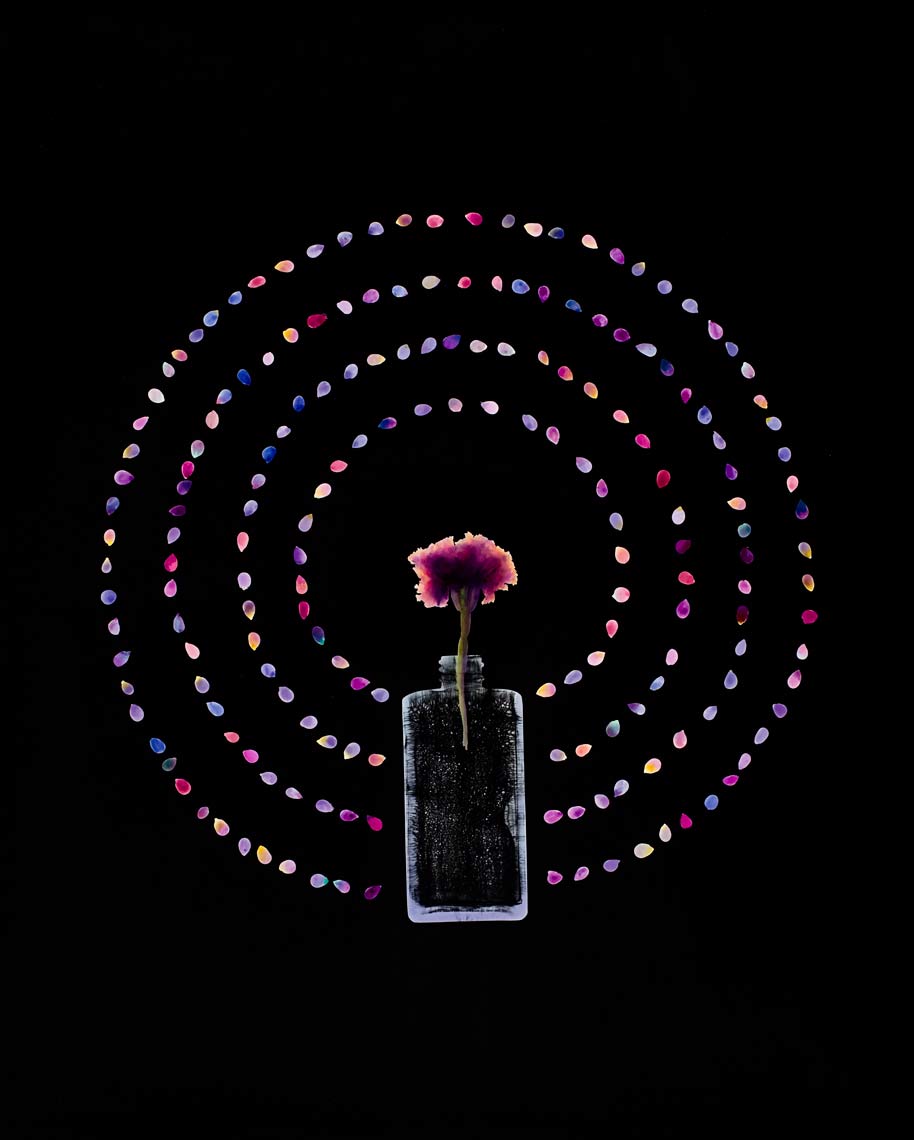 David Lebe; Flower In Glass 5, 1981-84, hand colored photogram