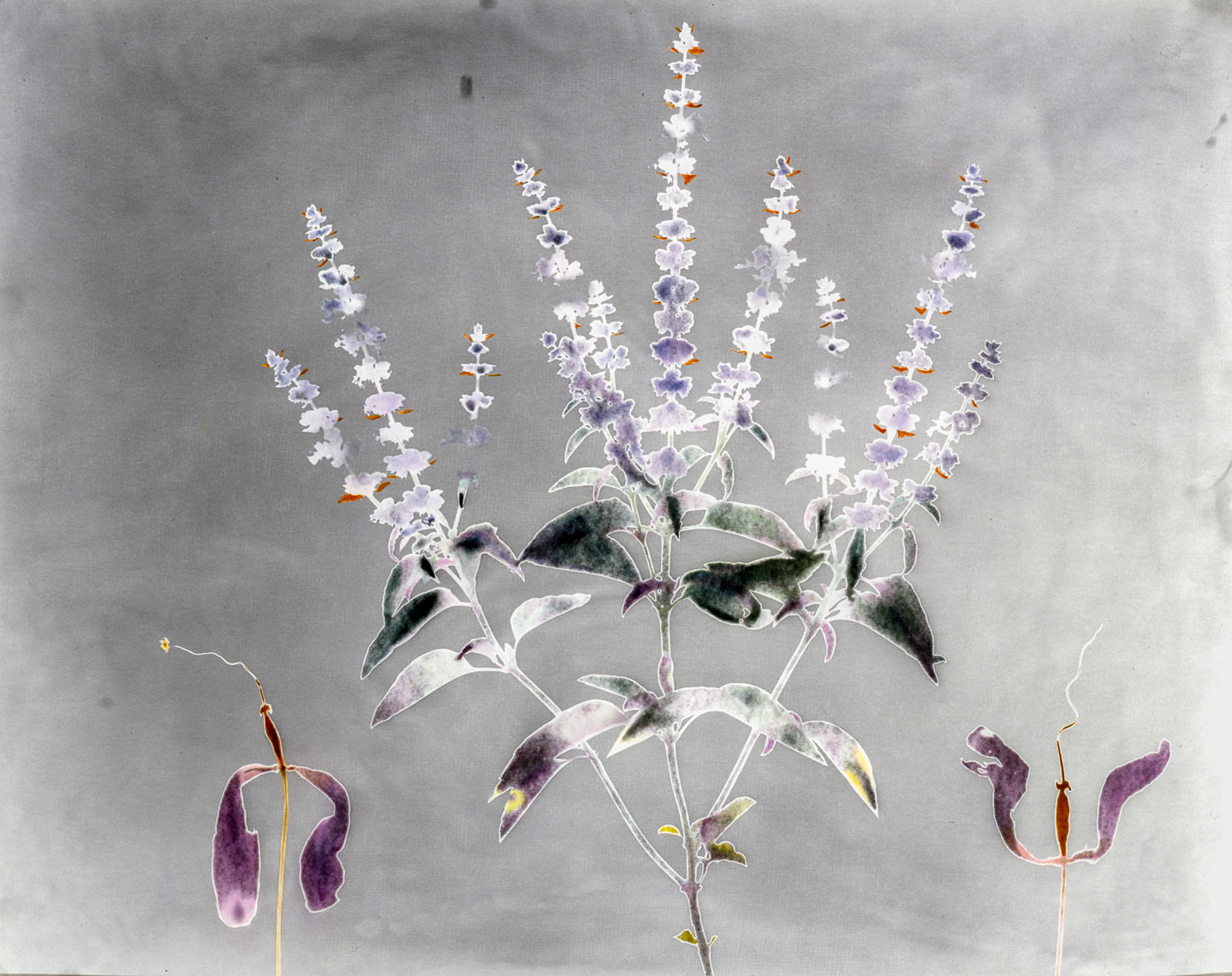 David Lebe; Garden 2, 1979, hand colored photogram