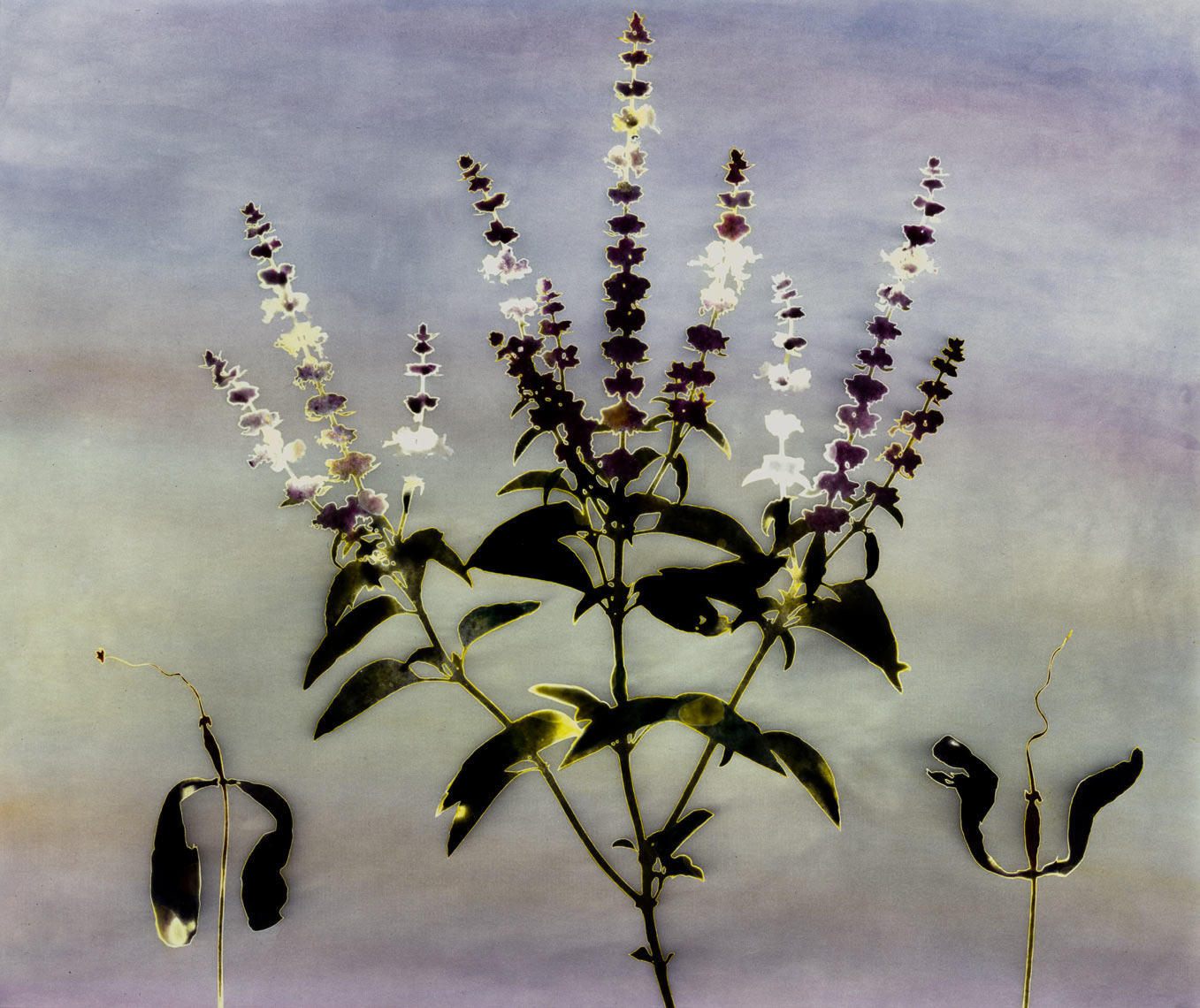 David Lebe; Garden 3, 1979, hand colored photogram