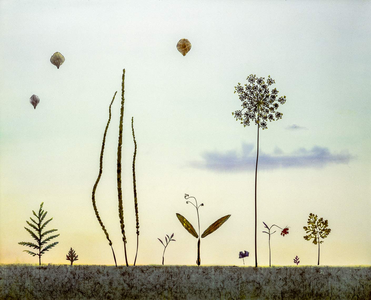David Lebe; Garden 33, 1985, hand colored photogram