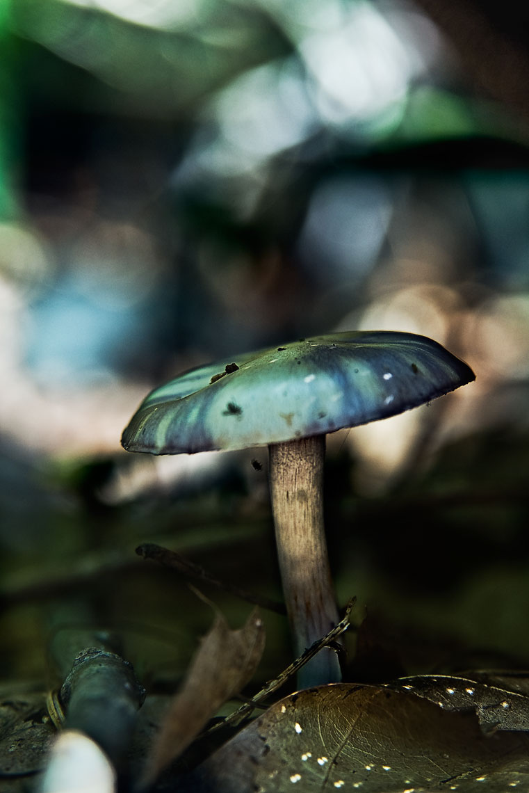 David Lebe; Green Mushroom, 2006, color photograph