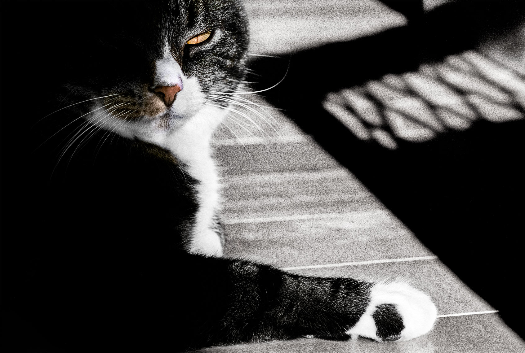 David Lebe; Hips-Shadow-eye-v9-1999.jpg, cat photograph