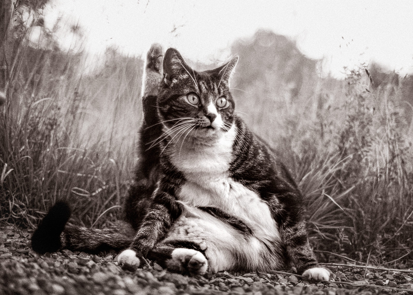 David Lebe; Sitting-20002, cat photograph