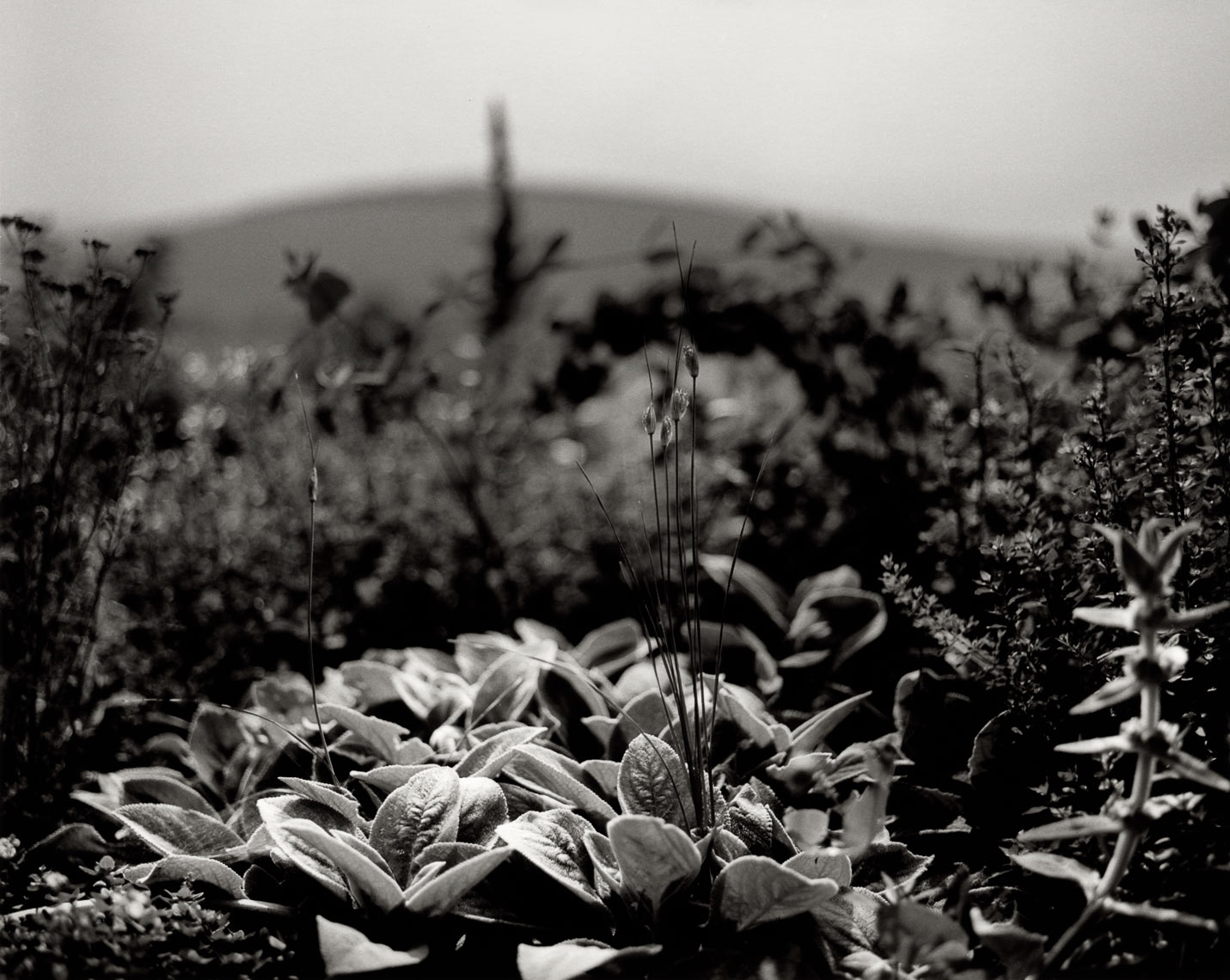 David Lebe; Lambs Ears Phudd Hill, 1997, garden black and white photograph 
