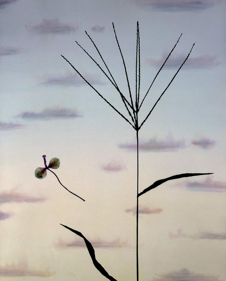 David Lebe; Landscape 15, 1985, hand colored photogram