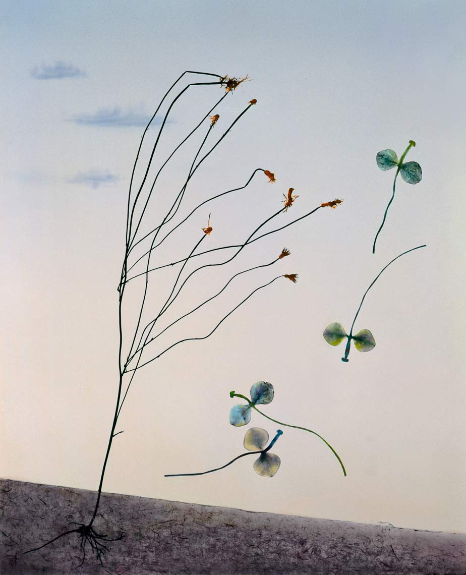 David Lebe; Landscape 20, 1985, hand colored photogram