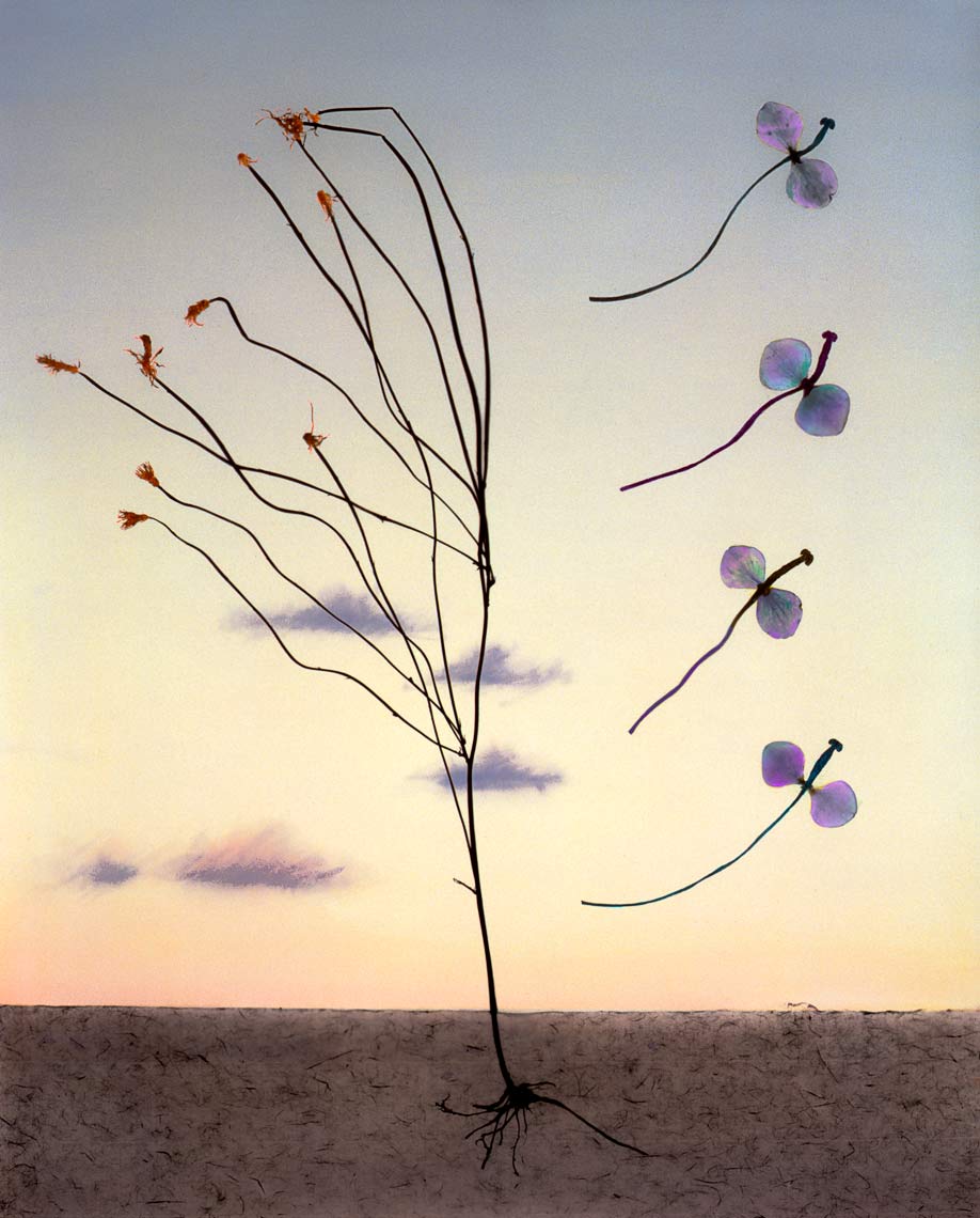 David Lebe; Landscape 21, 1985-vB, hand colored photogram