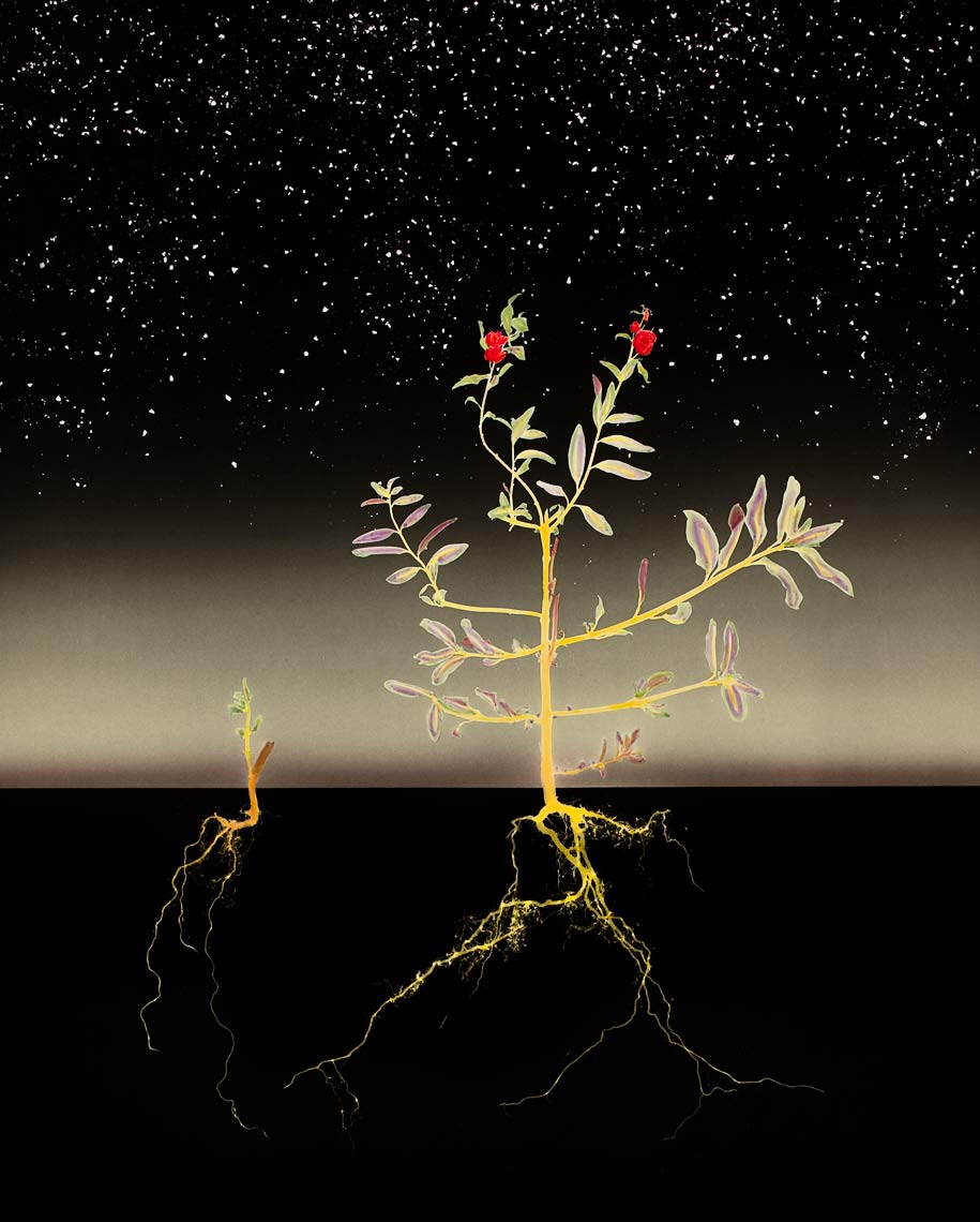 David Lebe; Landscape 4, 1984, hand colored photogram
