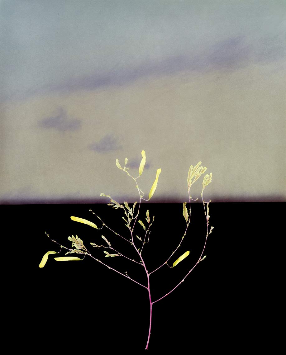 David Lebe; Landscape 9, 1984, hand colored photogram