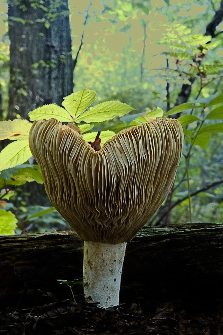 David Lebe; Large Mushroom, 2006, color photograph