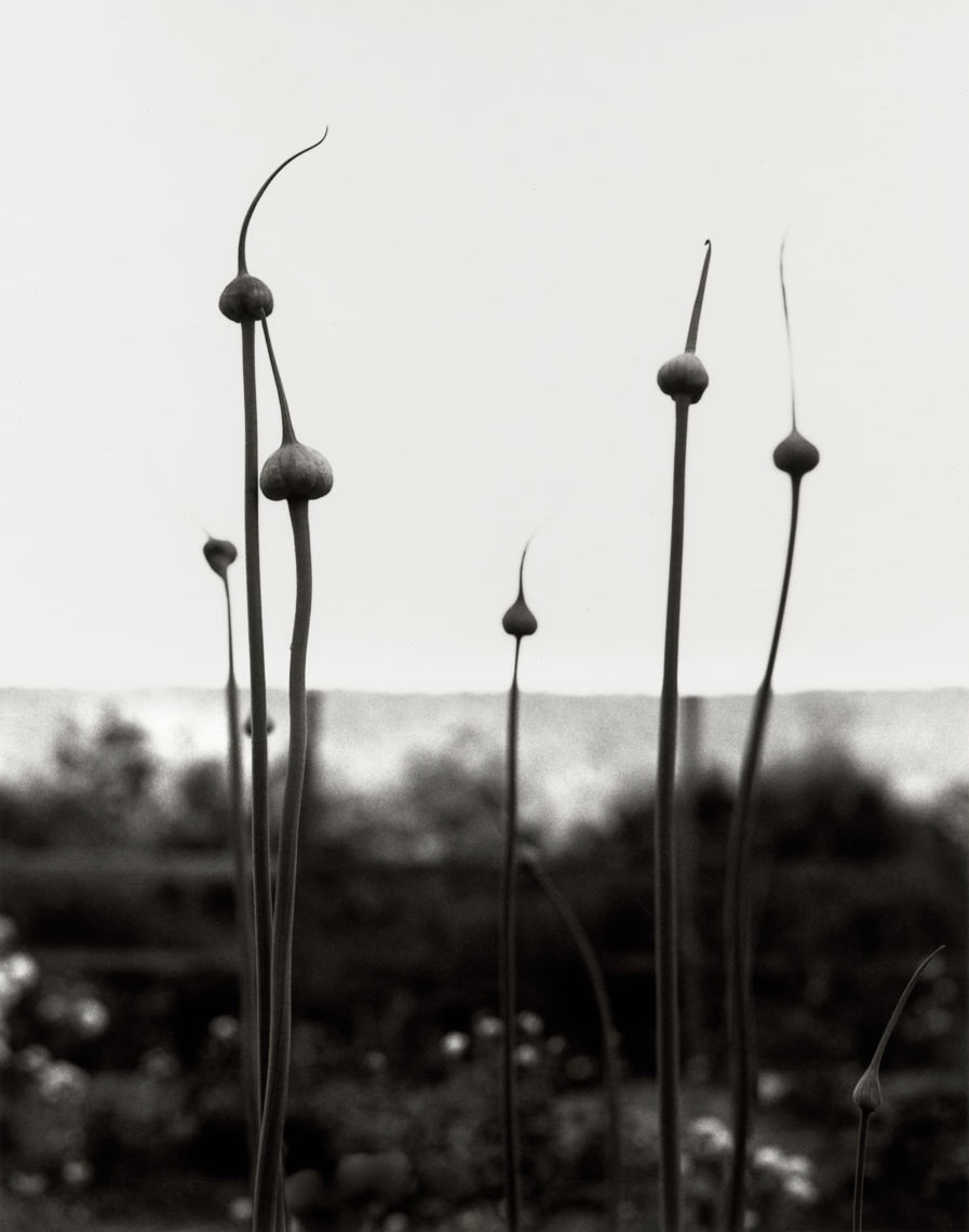 David Lebe; Leek Buds, 1997, garden black and white photograph 