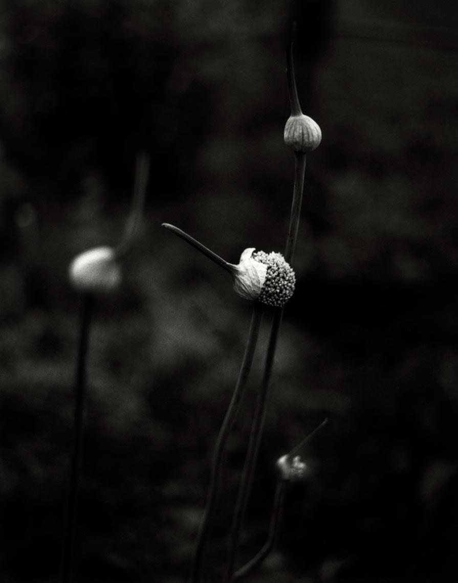 David Lebe; Leeks, 1997, garden black and white photograph 