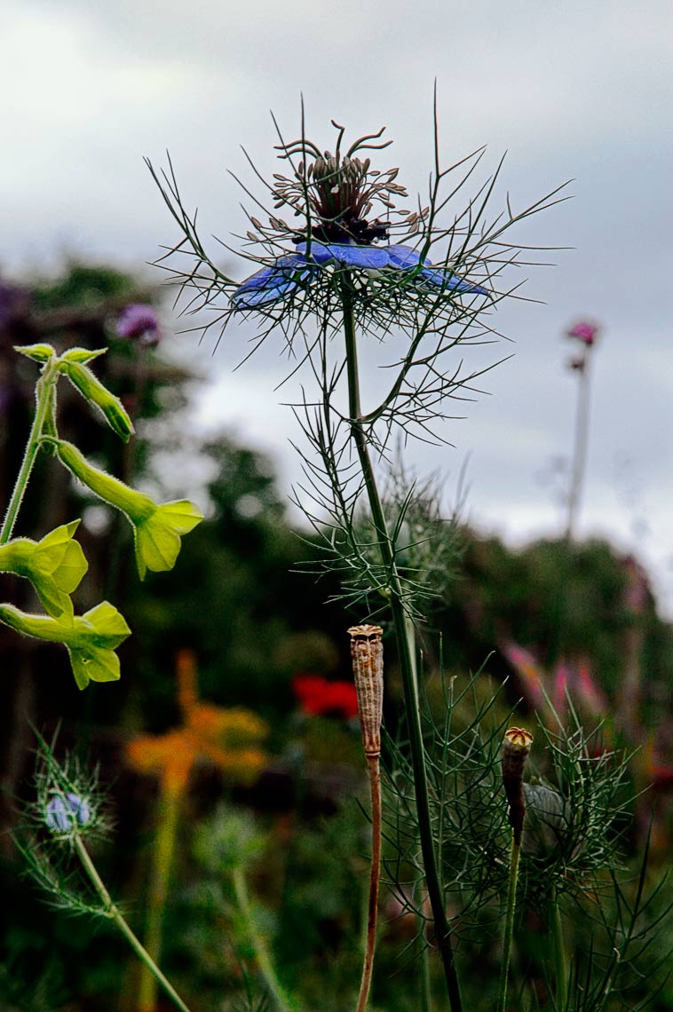 David Lebe; Love In A Mist, 2004, color photograph