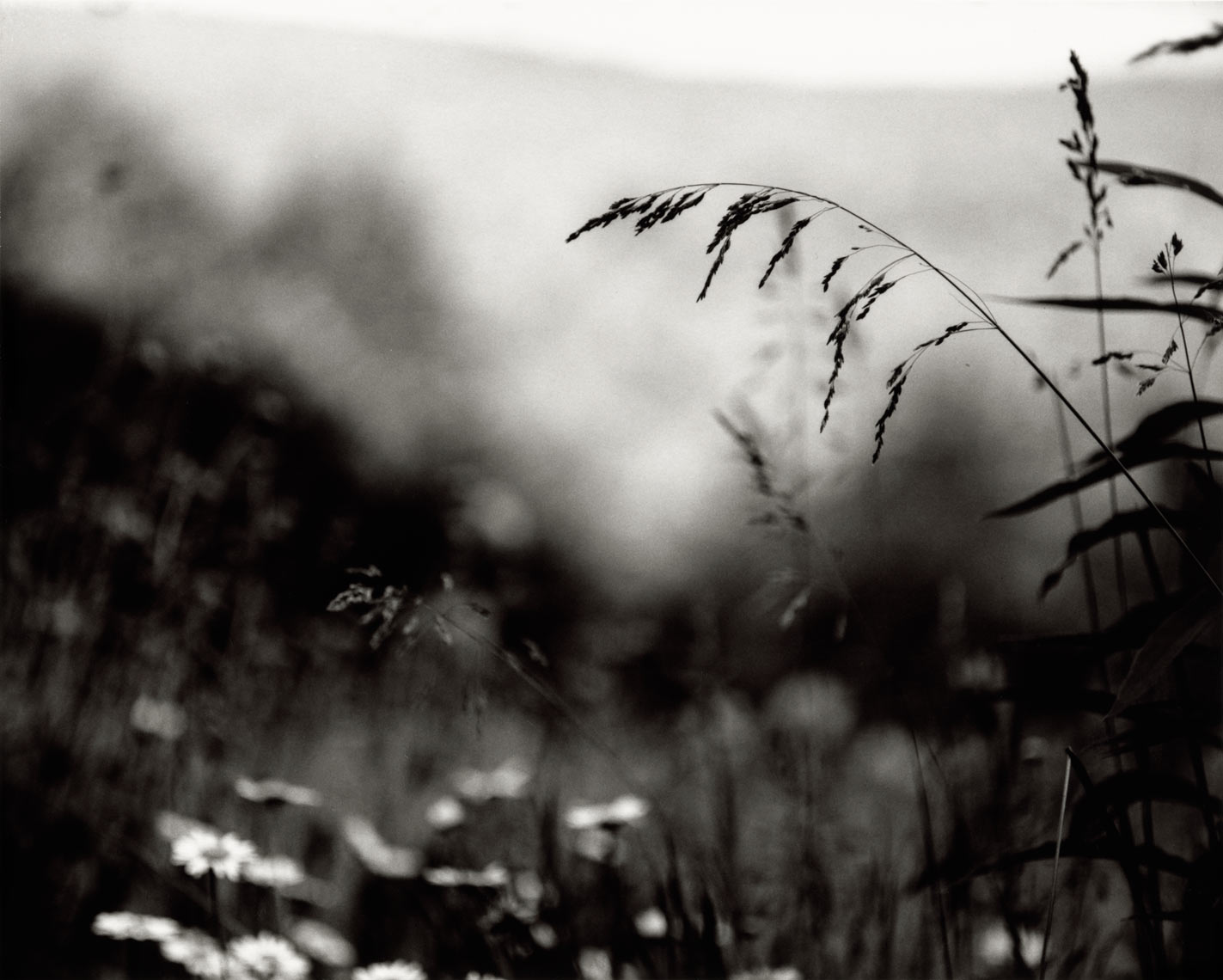 David Lebe; Meadow 1996, garden black and white photograph 