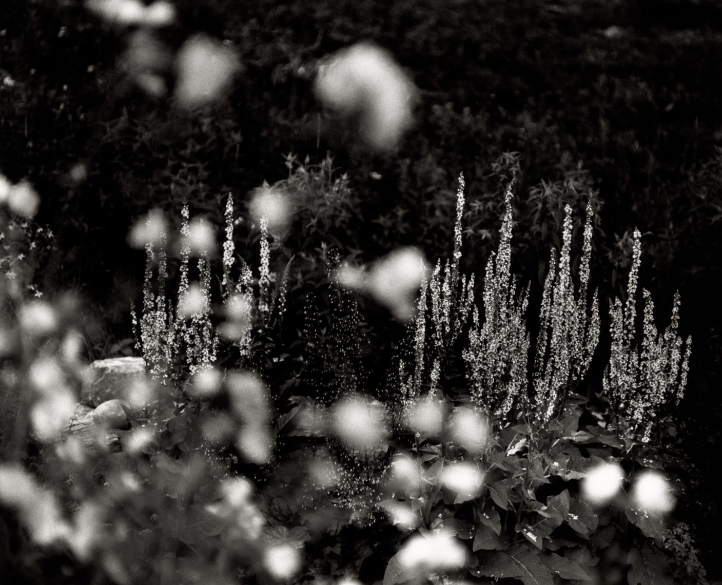 David Lebe; Mulleins and Mallows, 1997, garden black and white photograph 