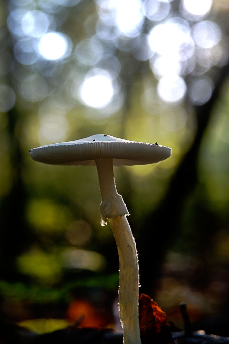 David Lebe; Mushroom 6, 2006, color photograph