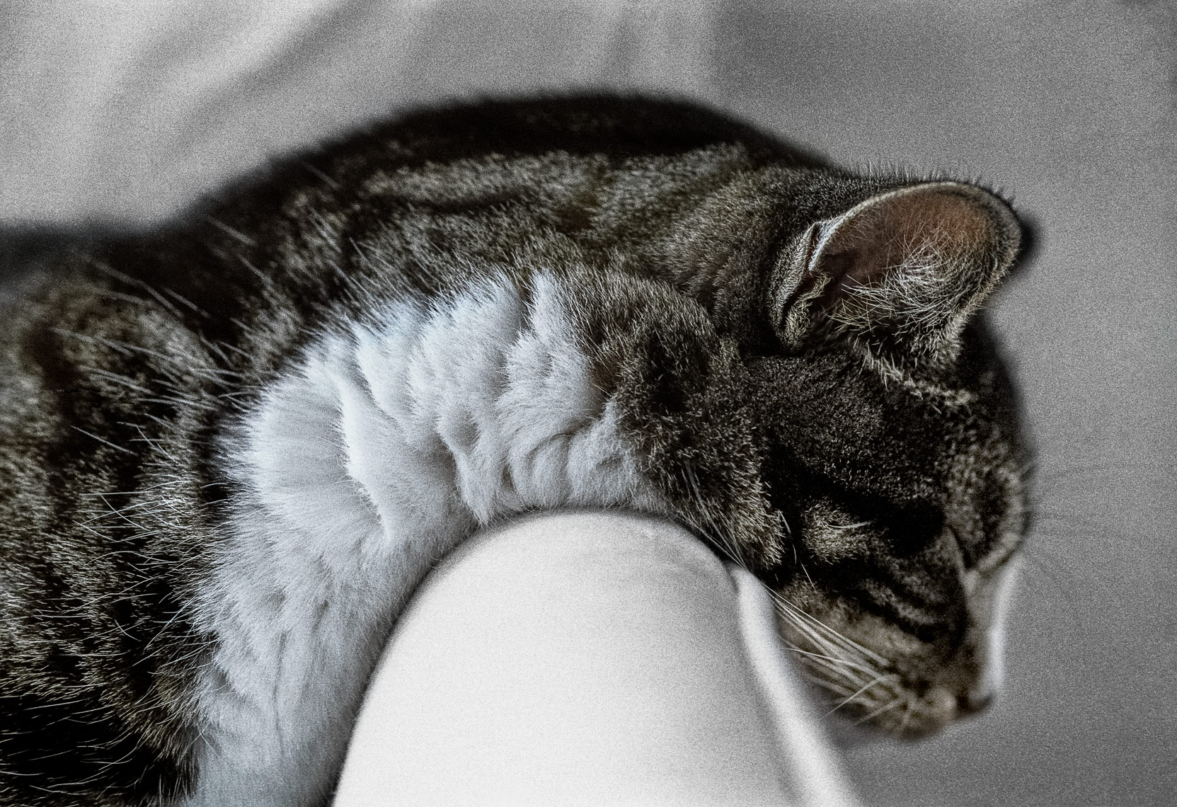 David Lebe; Neck, 1999, cat photograph