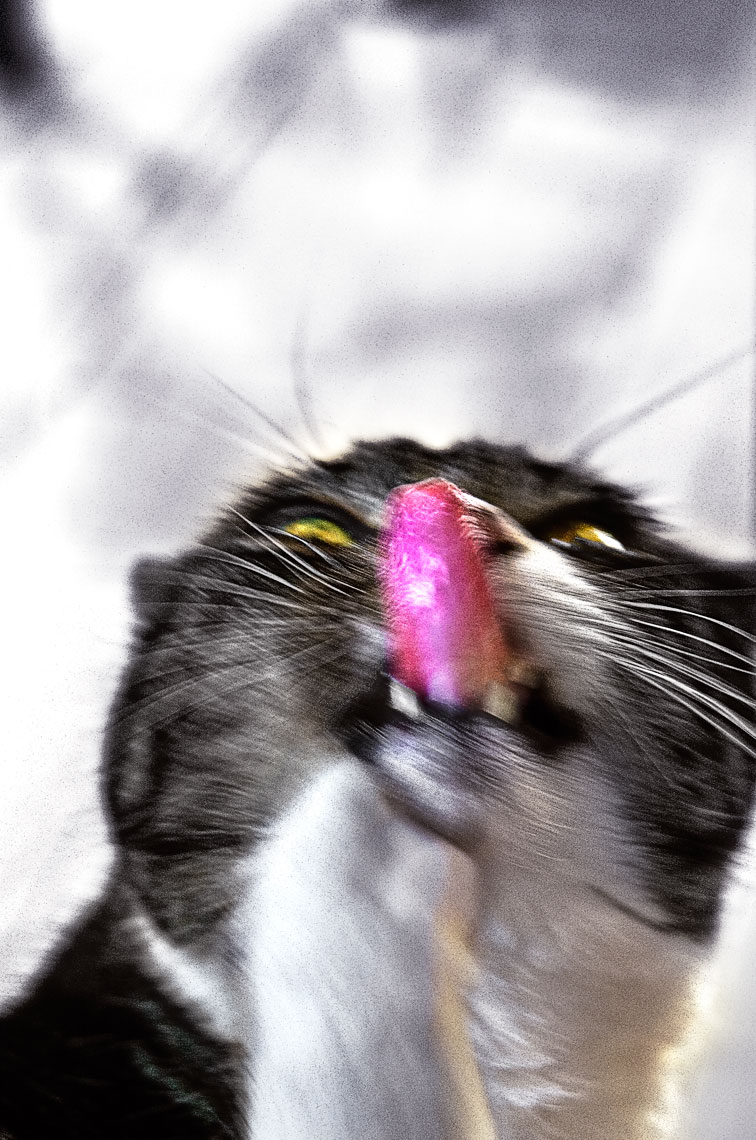 David Lebe; Cat Cleaning Nose, 2007, cat photograph