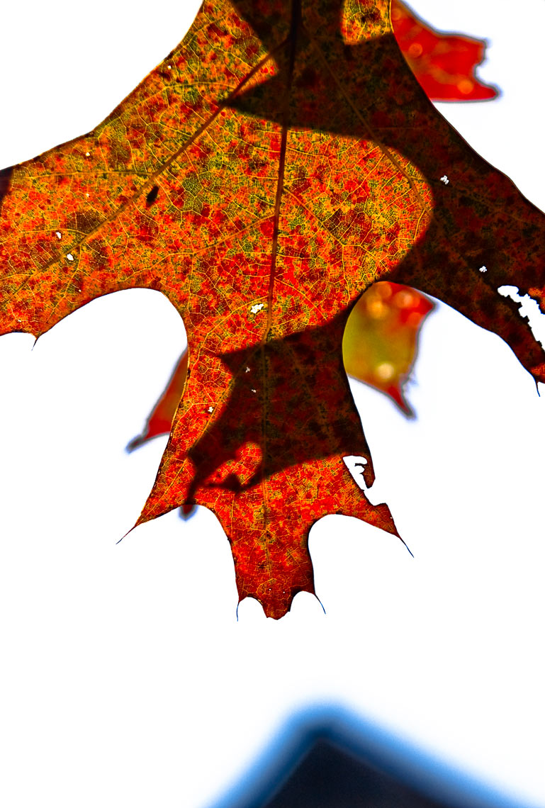 David Lebe; Oak Leaf, 2009, color photograph