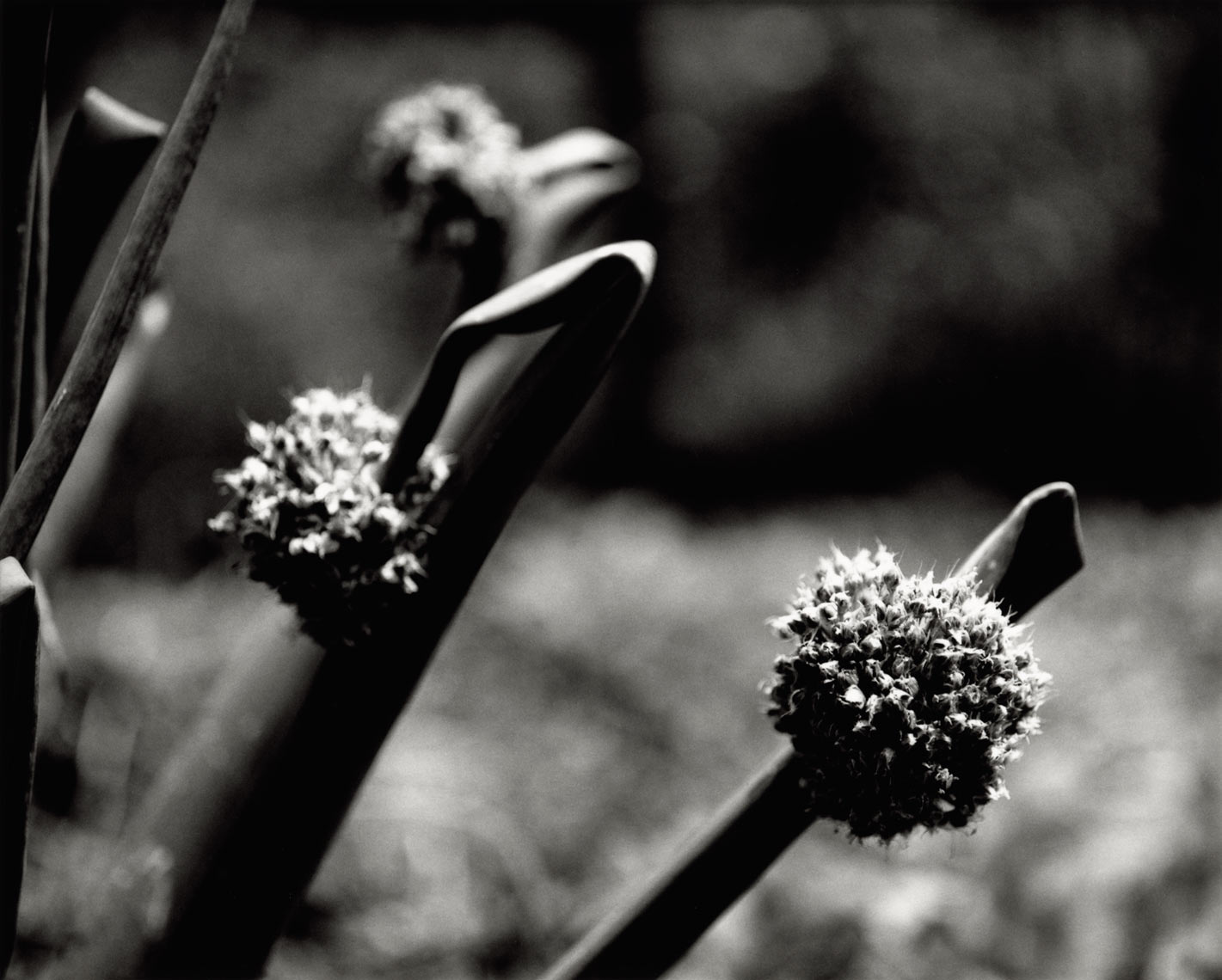 David Lebe; Old Leek Blossoms, 1996, garden black and white photograph 
