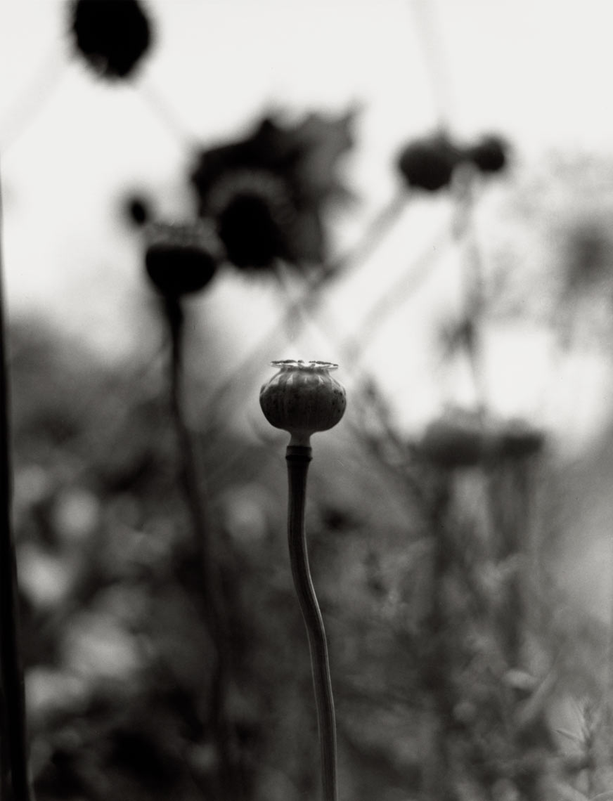 David Lebe; Opium Poppies,1996, garden black and white photograph 