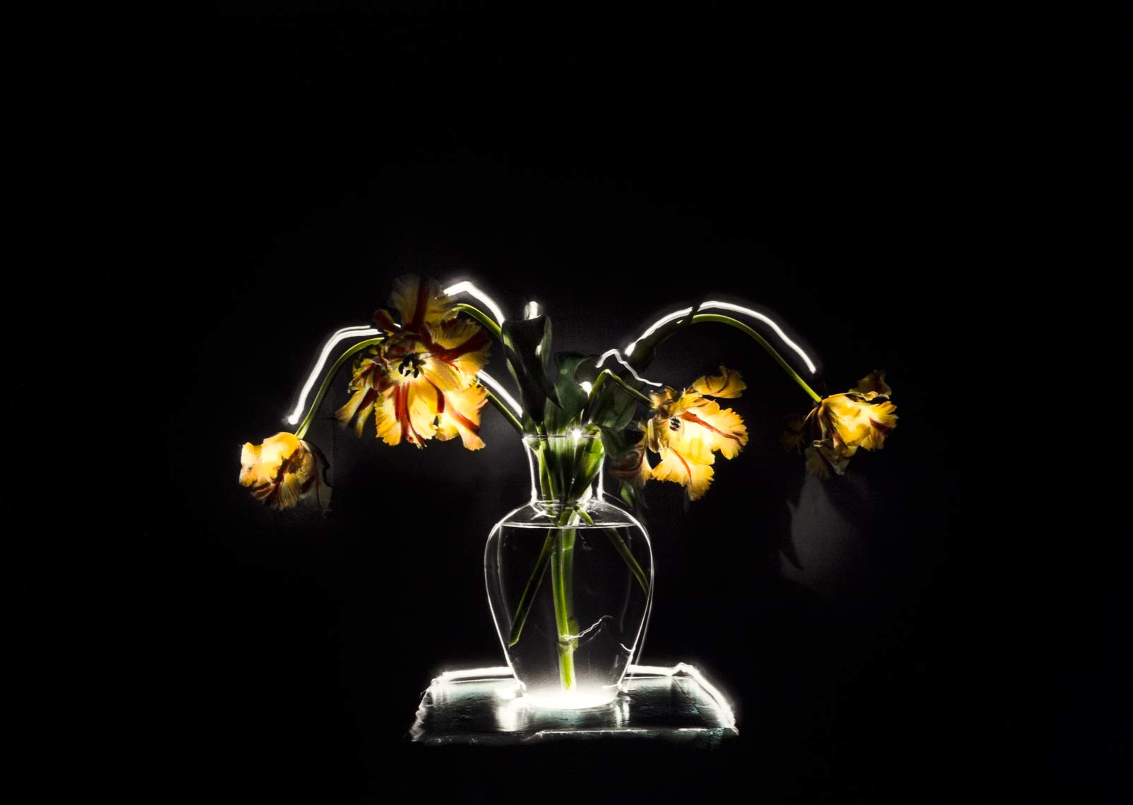 David Lebe; Parrot Tulips 1, 1987, still life, light drawing, hand colored photograph