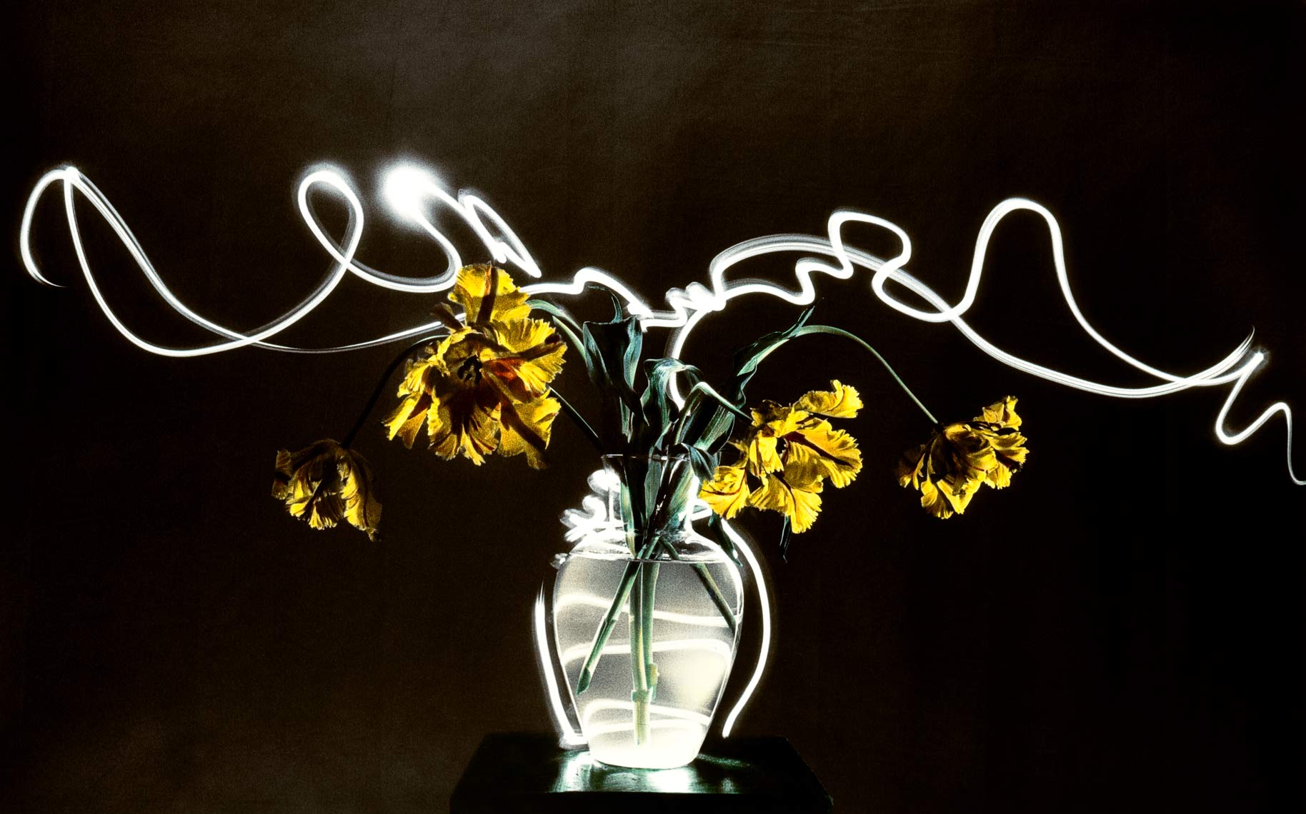 David Lebe; Parrot Tulips 2, 1987, still life, light drawing, hand colored photograph