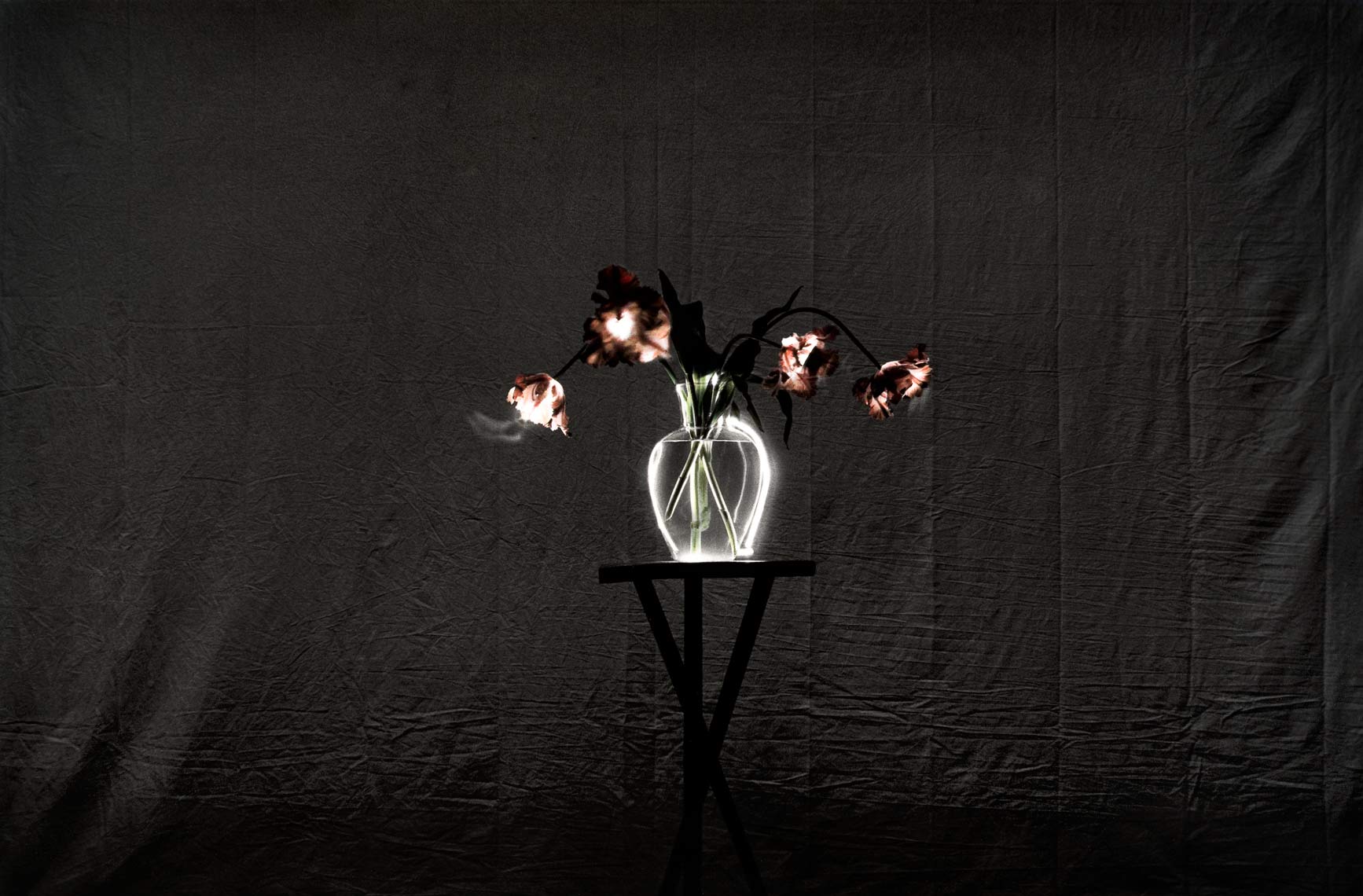 David Lebe; Parrot Tulips 3, 1987, still life, light drawing, hand colored photograph