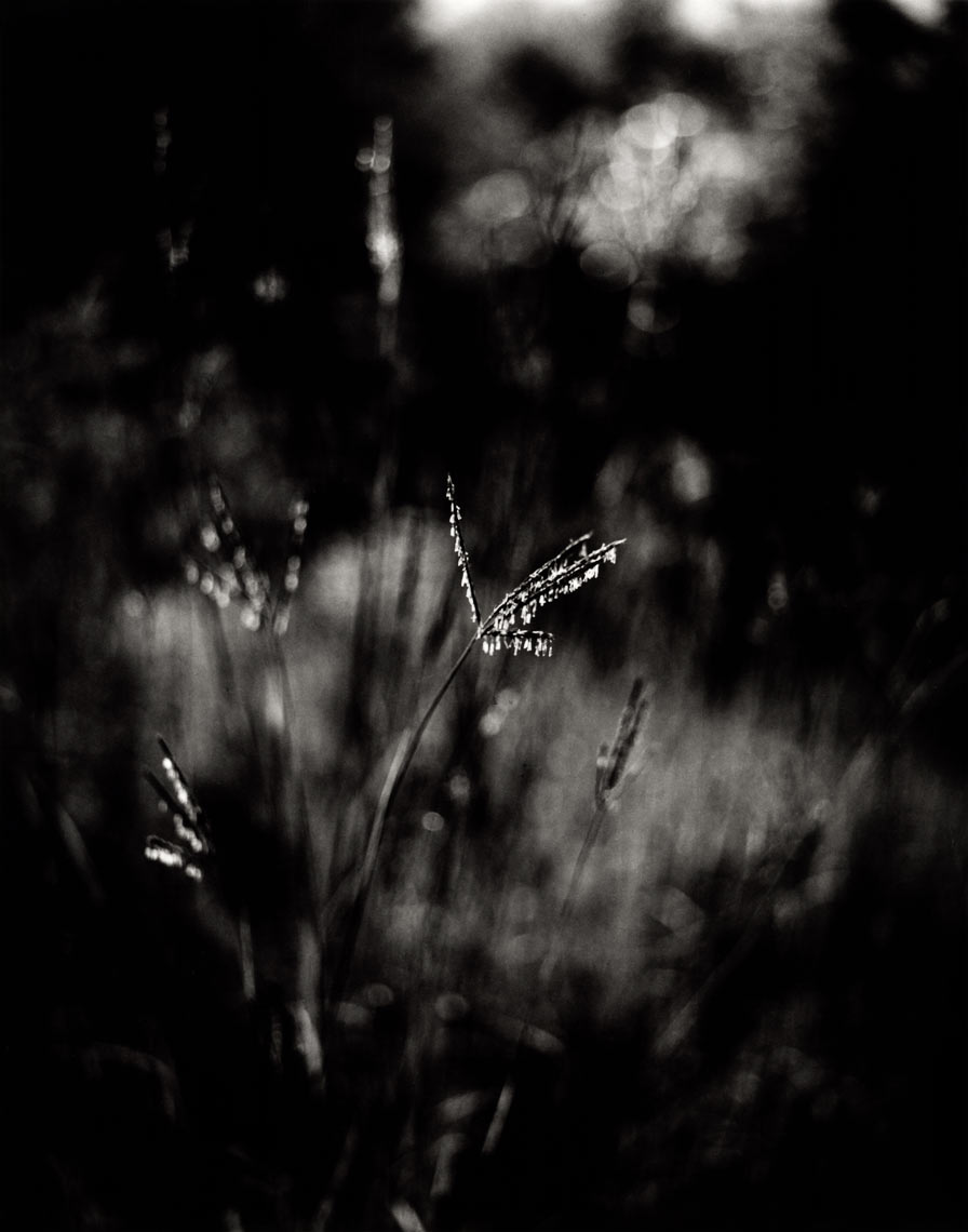 David Lebe; Patch of Big Blue Stem, 1997, garden black and white photograph 