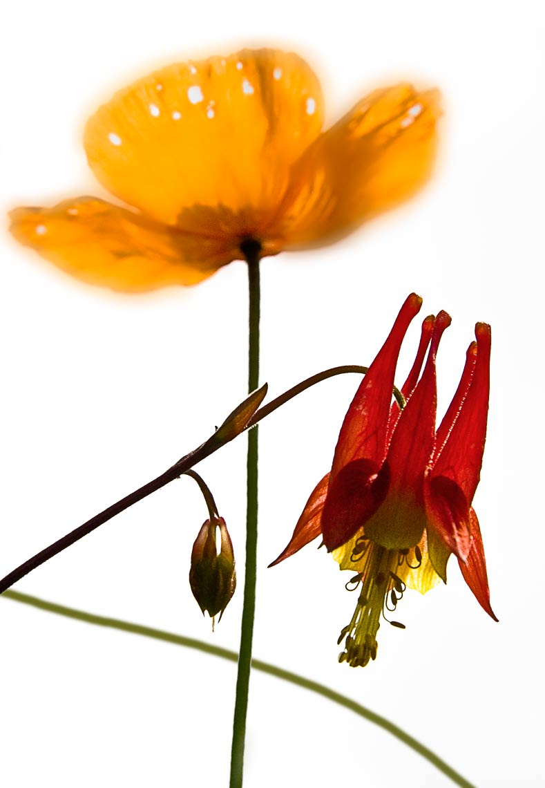 David Lebe; Poppy and Columbine, 2006, color photograph