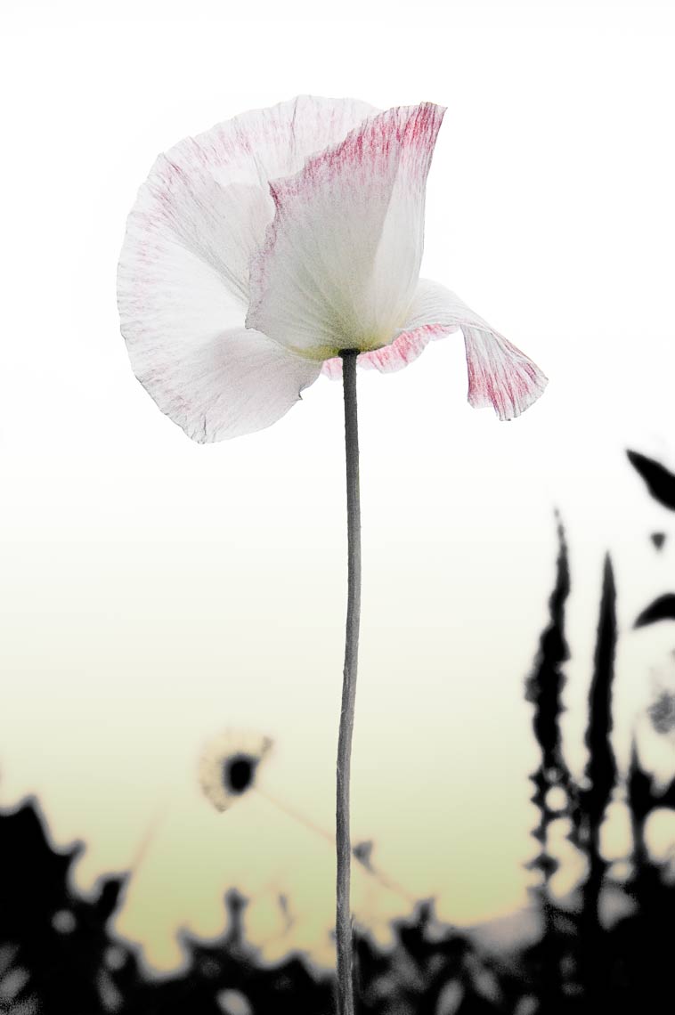 David Lebe; Red Fringed Poppy 2, 2006, color photograph