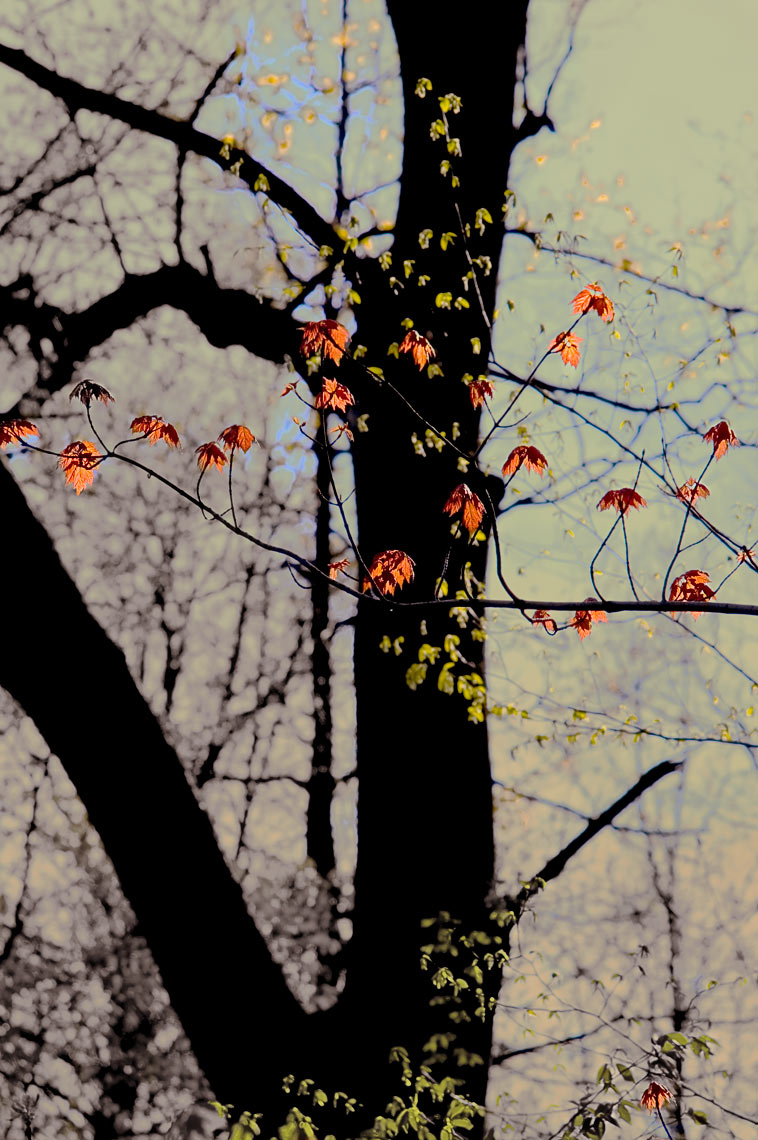 David Lebe; Red Maple Spring, 2005, color photograph