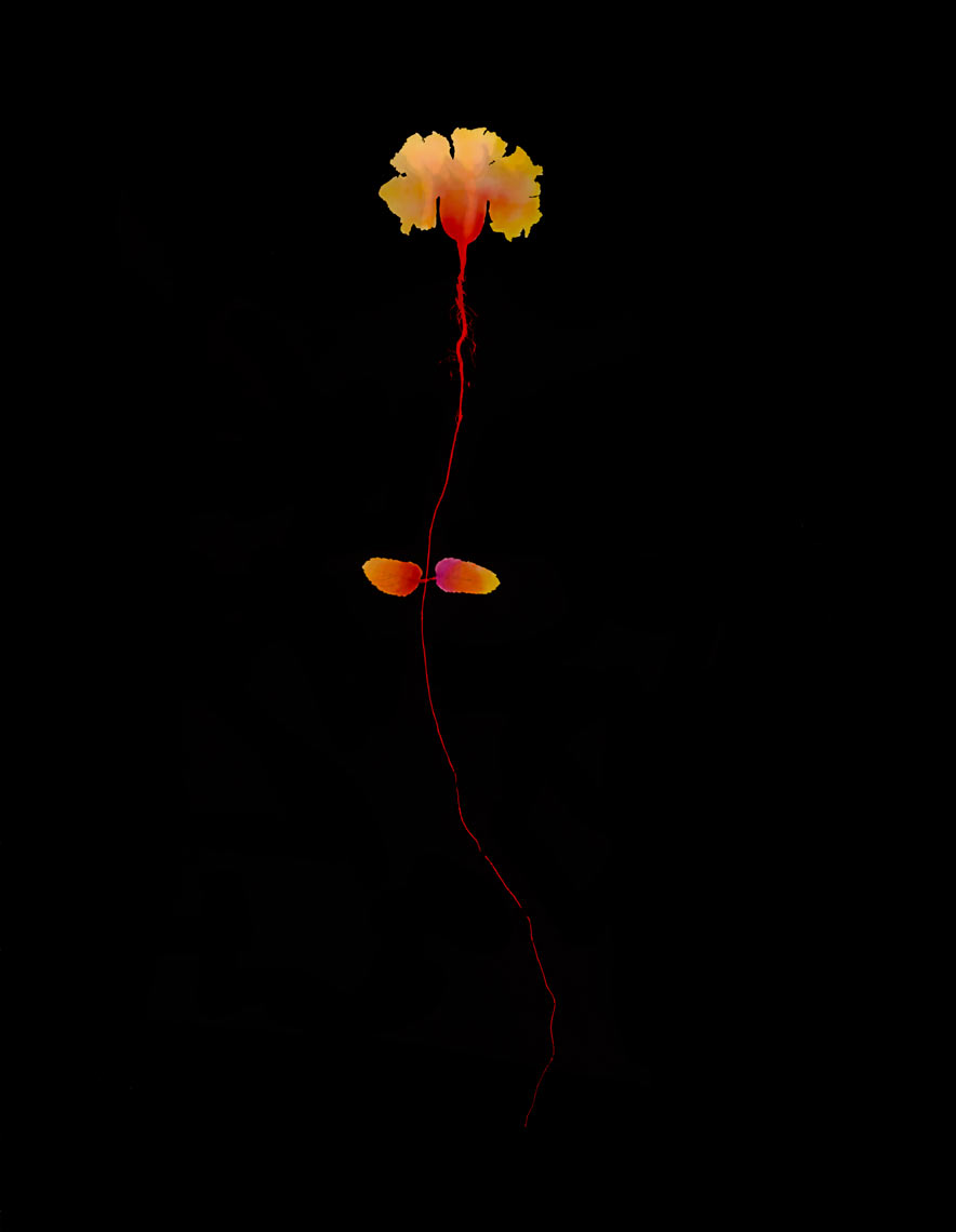 David Lebe; Red Root, 1977, hand colored photogram