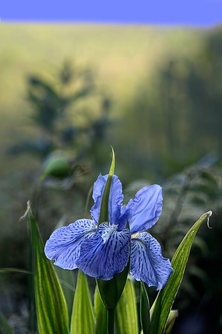 David Lebe; Roof Iris, 2006, color photograph